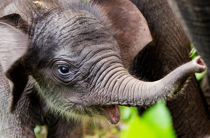 critically-endangered-rare-species-Sumatran-Elephant