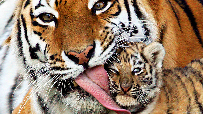 critically-endangered-rare-species-Tiger-Baby
