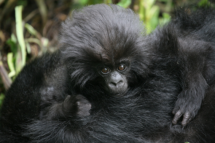 vulnerable-animals-list-Gorillas