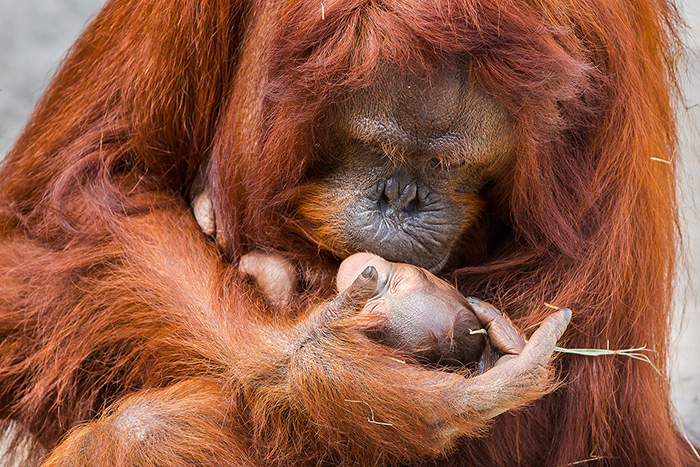 vulnerable-animals-list-Orangutan-Baby