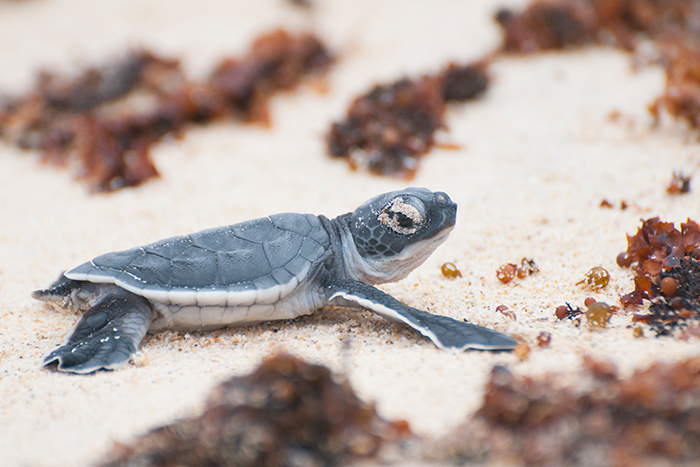 vulnerable-animals-list-Sea-Turtle