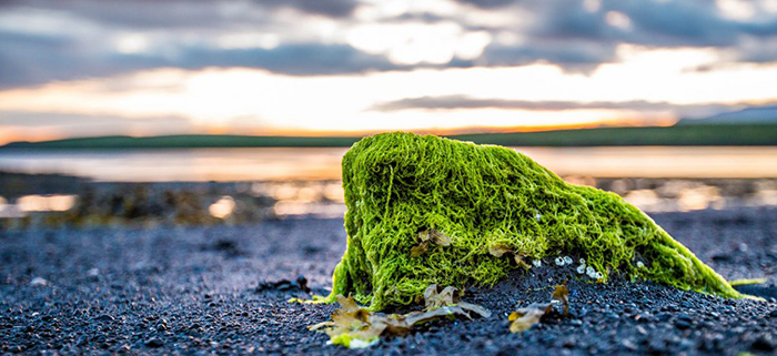 Algae on a beach rock