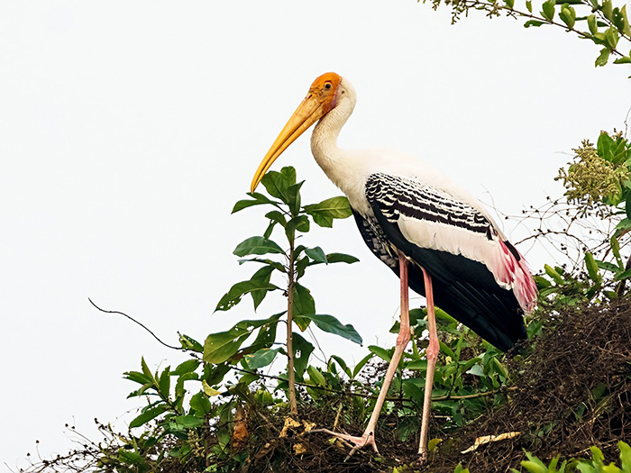 Large bird standing on a tree