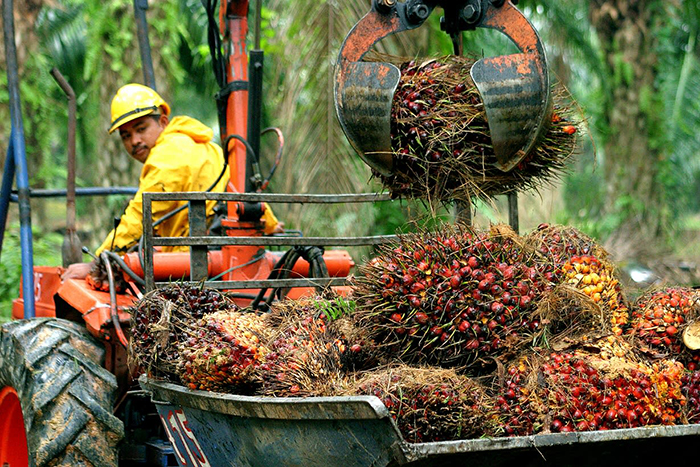 Transporting Palm Oil 