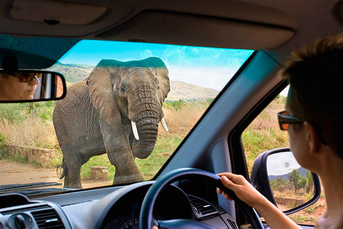 Elephant on the road woman driving Durban to cape town 