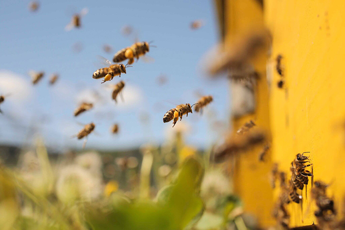 Honey Bees entering their house 