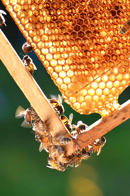Honeycomb with working bees on it