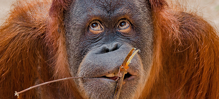 Sad Orangutan