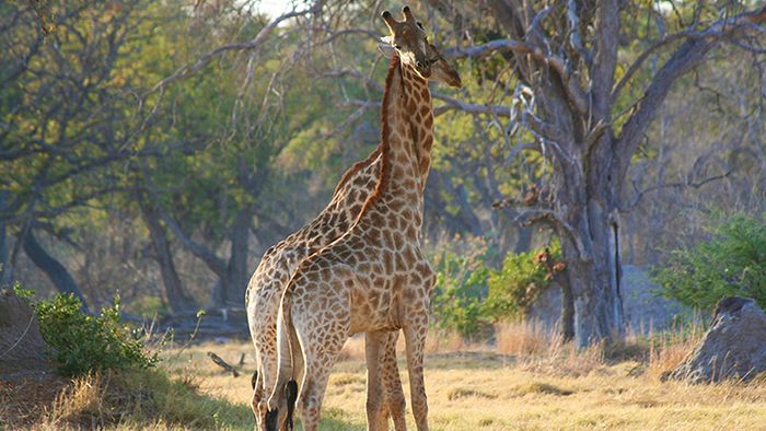 Two loving giraffes 