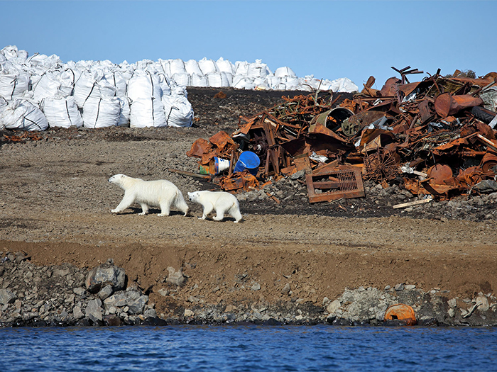 Polar bear and her baby searching for food