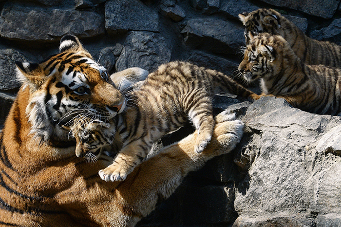 Tiger mother carrying her babies in her mouth 