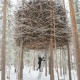 Woman entering Bird's Nest Tree House in Sweden