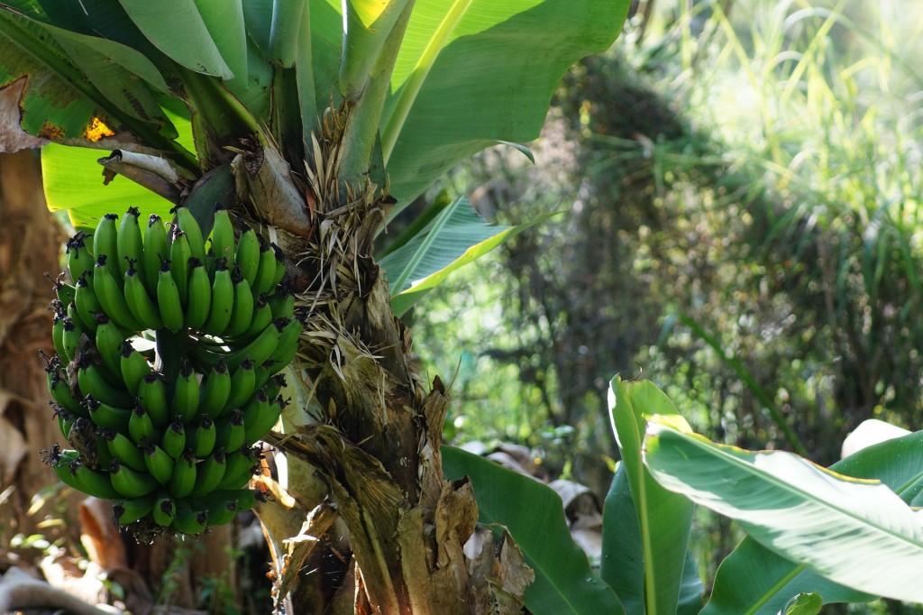 Banana tree