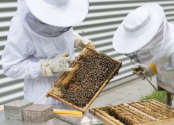 Beekeepers touching honey bees