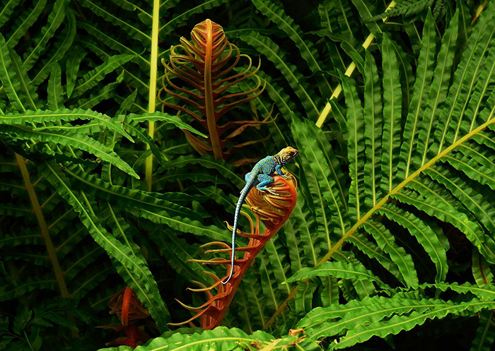 Colorful lizard on a plant 