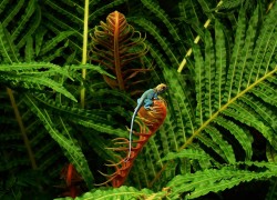 Colorful lizard on a plant biodiversity