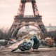Love Birds in Paris