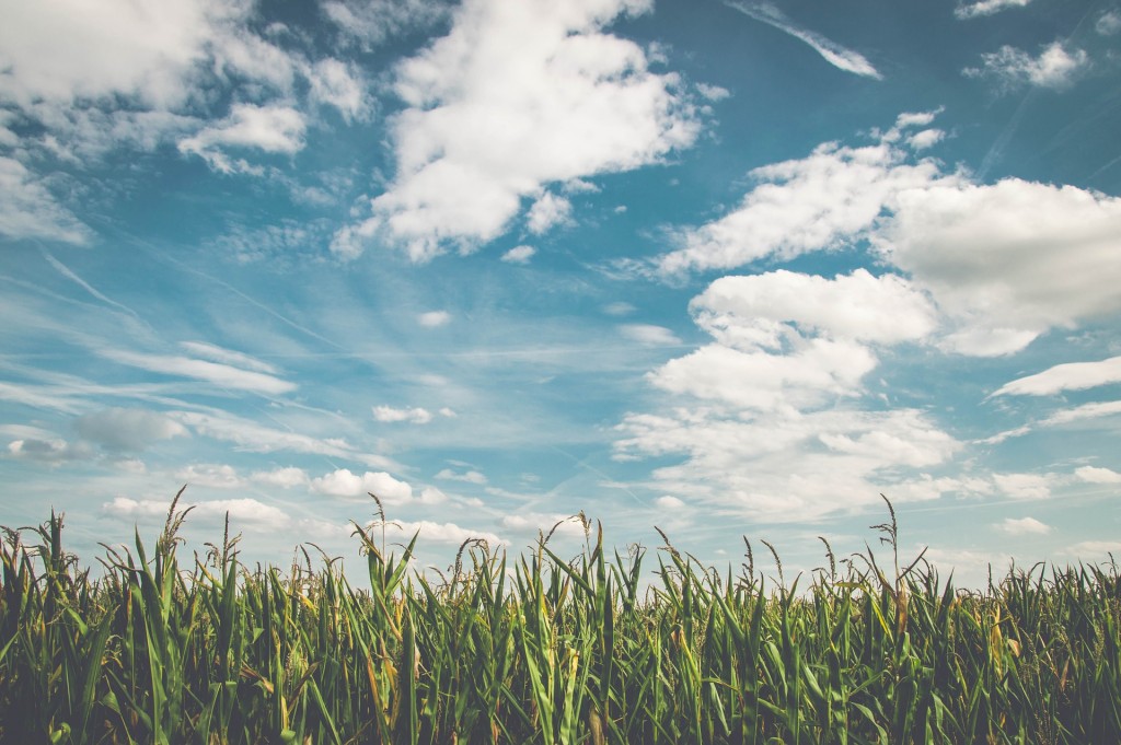 Corn fields