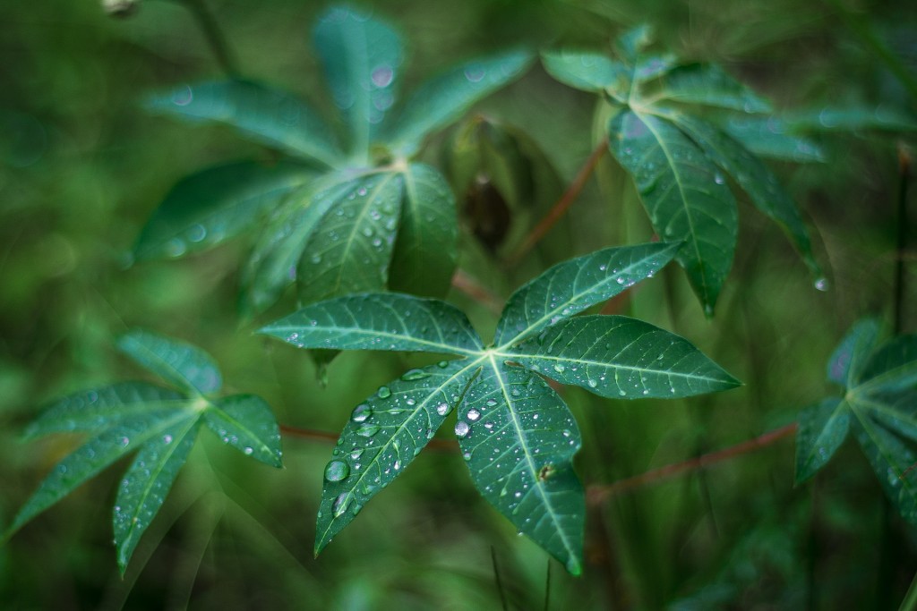 Cassava leaves