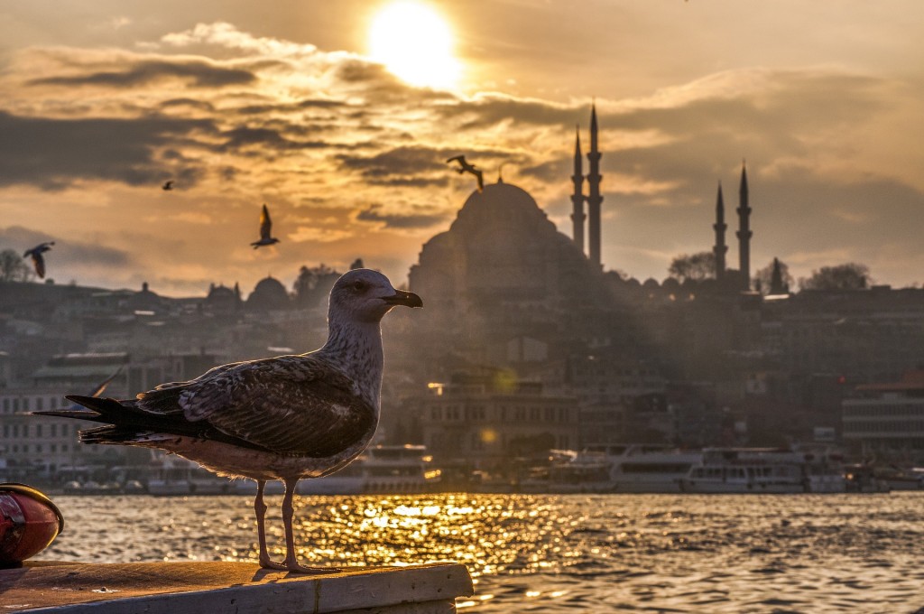 Seagull in Istanbul