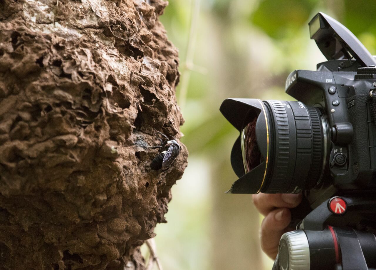 Megachile pluto being photographed