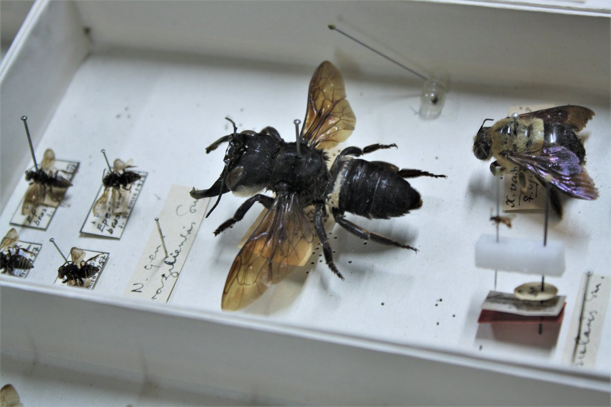 Megachile pluto bee in museum next to smaller bees