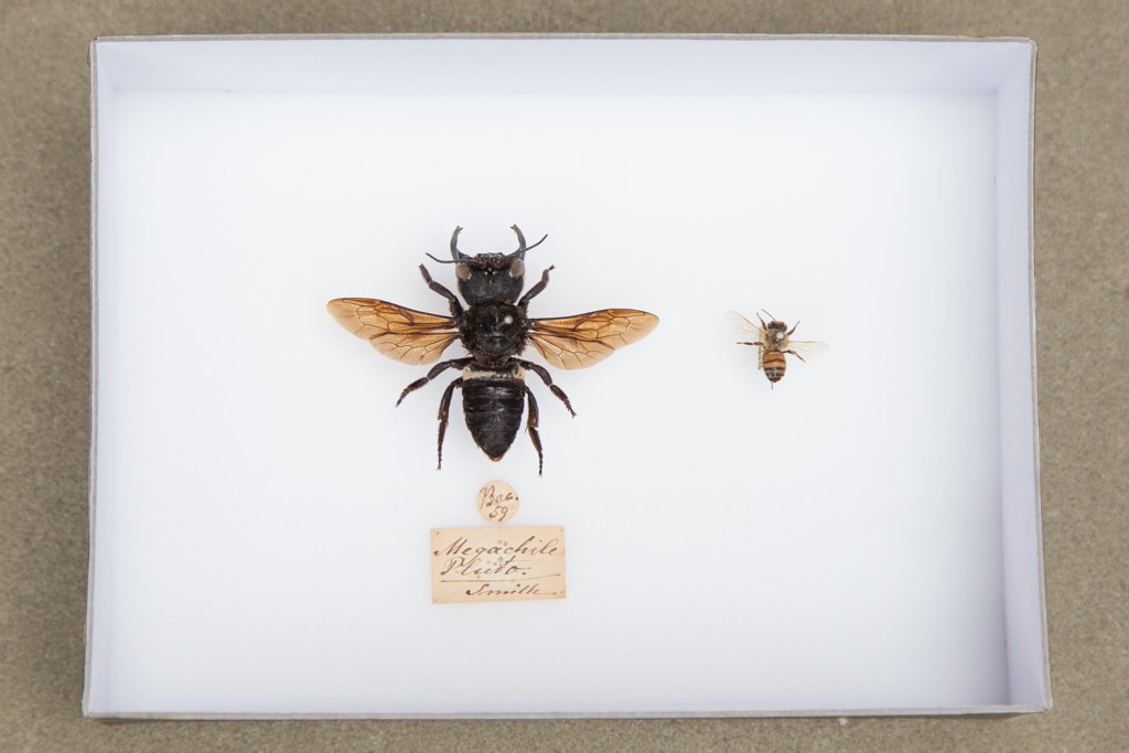 Megachile pluto compared to normal bee