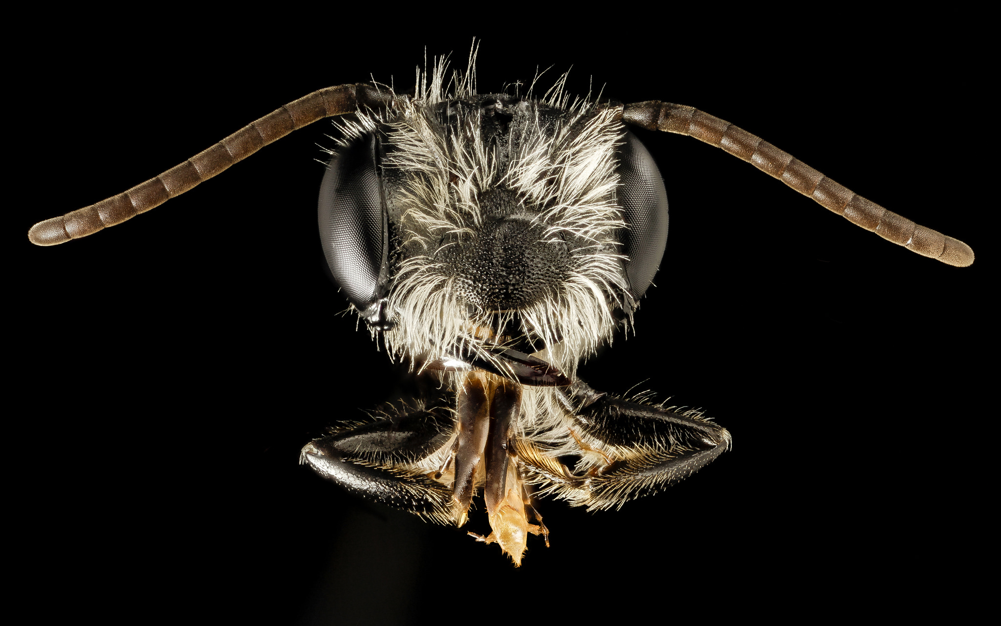 Megachile pluto bee head