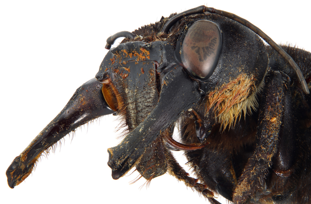 Megachile pluto large head