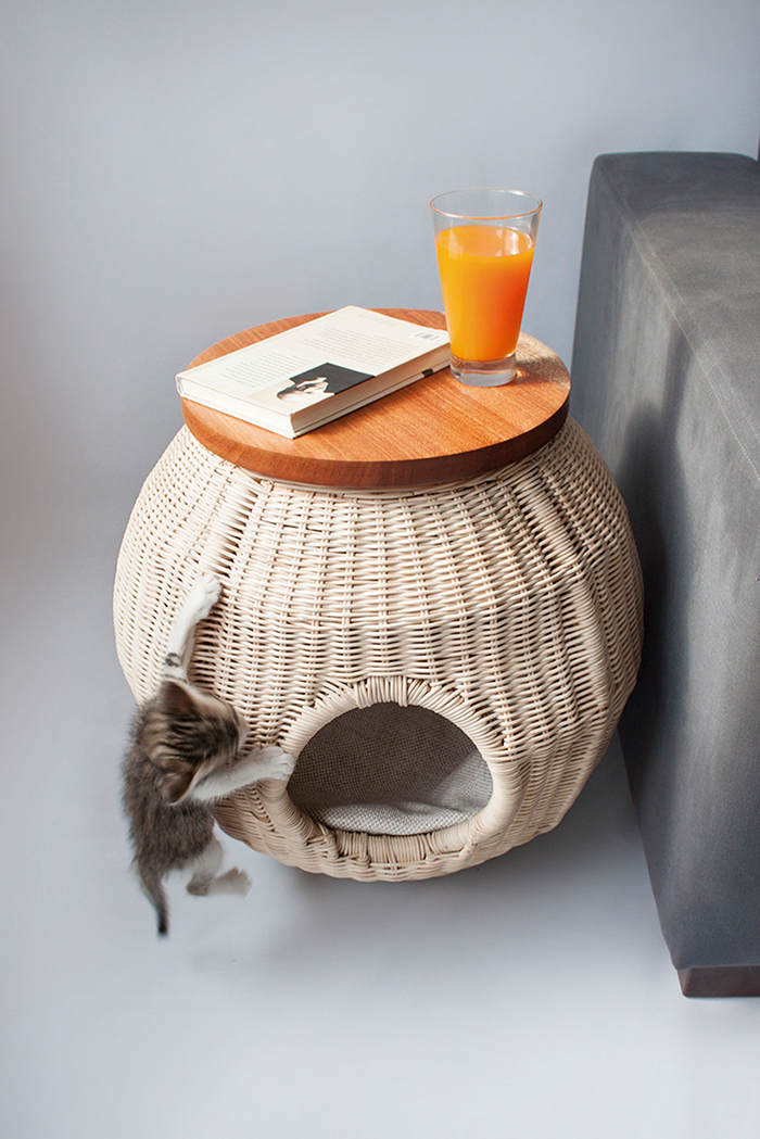 Cat climbing coffee table 