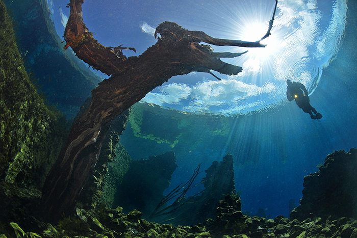 Large Tree underwater in Capo D’Acqua Lake next to a diver