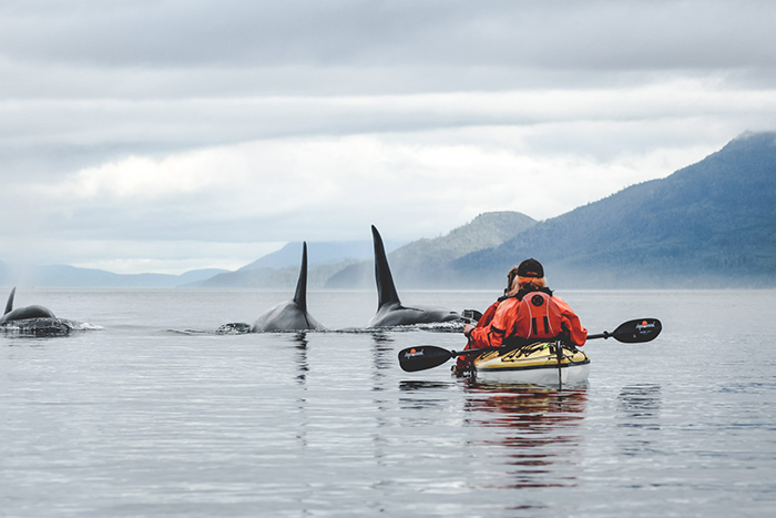 Man Kayaking in Vancouver Island with whales above water