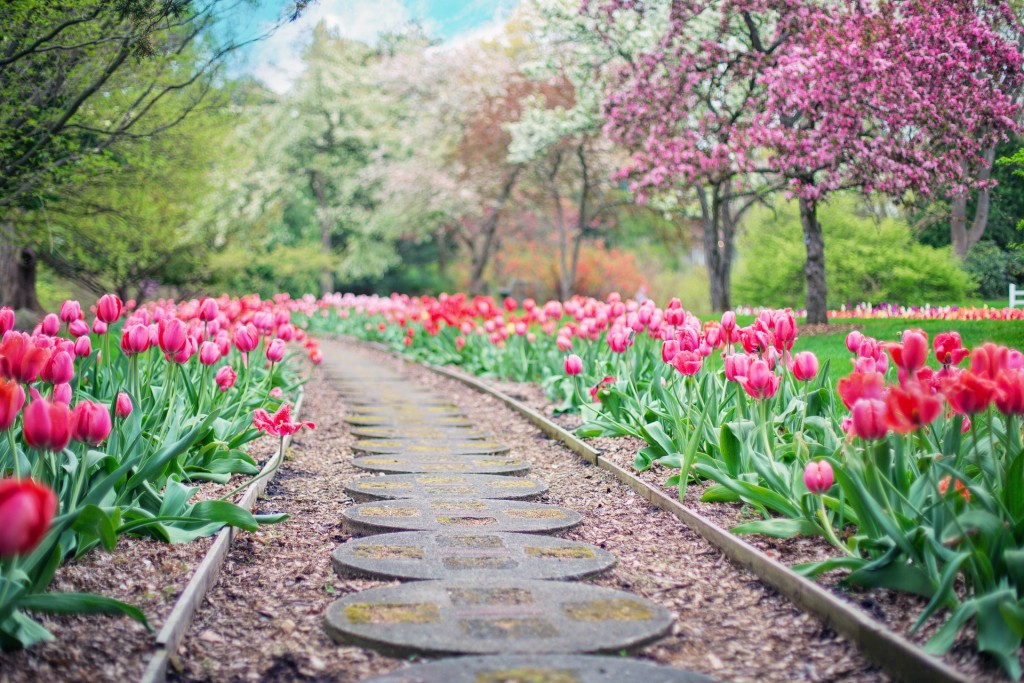 Beautiful spring pathway surrounded by tulips
