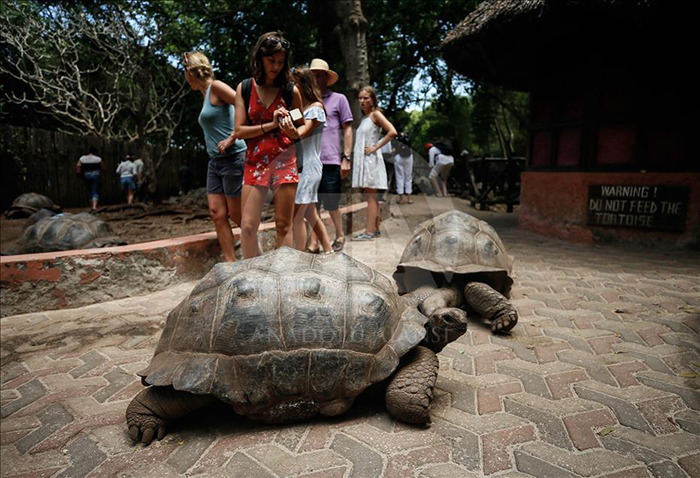 Giant turtle and tourists taking picture of it