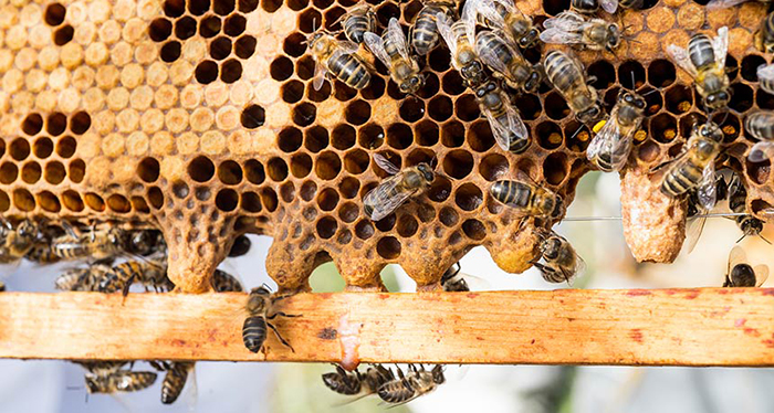 Group of bees working