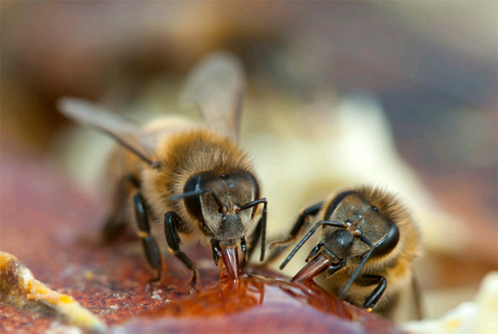 Bees eating honey to stay alive