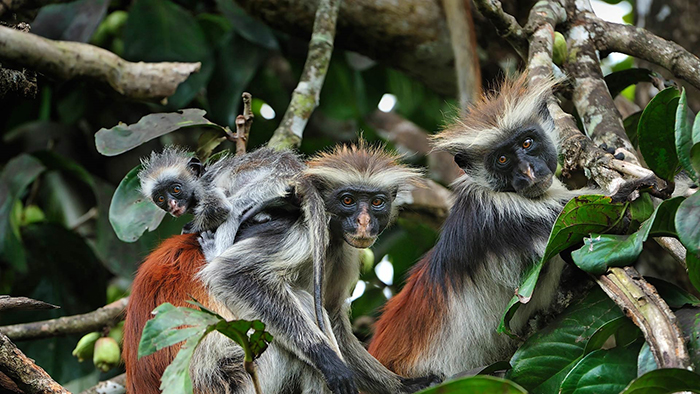 Endemic species standing on a tree