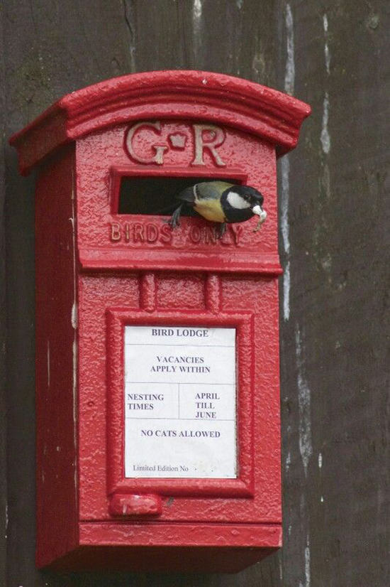 Postbox as a birdhouse and a sweet bird coming out of it