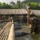 Elephant in River Kwai Jungle Rafts Hotel