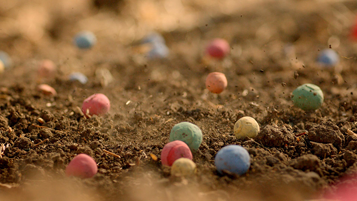 Seed balls in a garden to help the bees