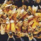 Group of working bees at one place