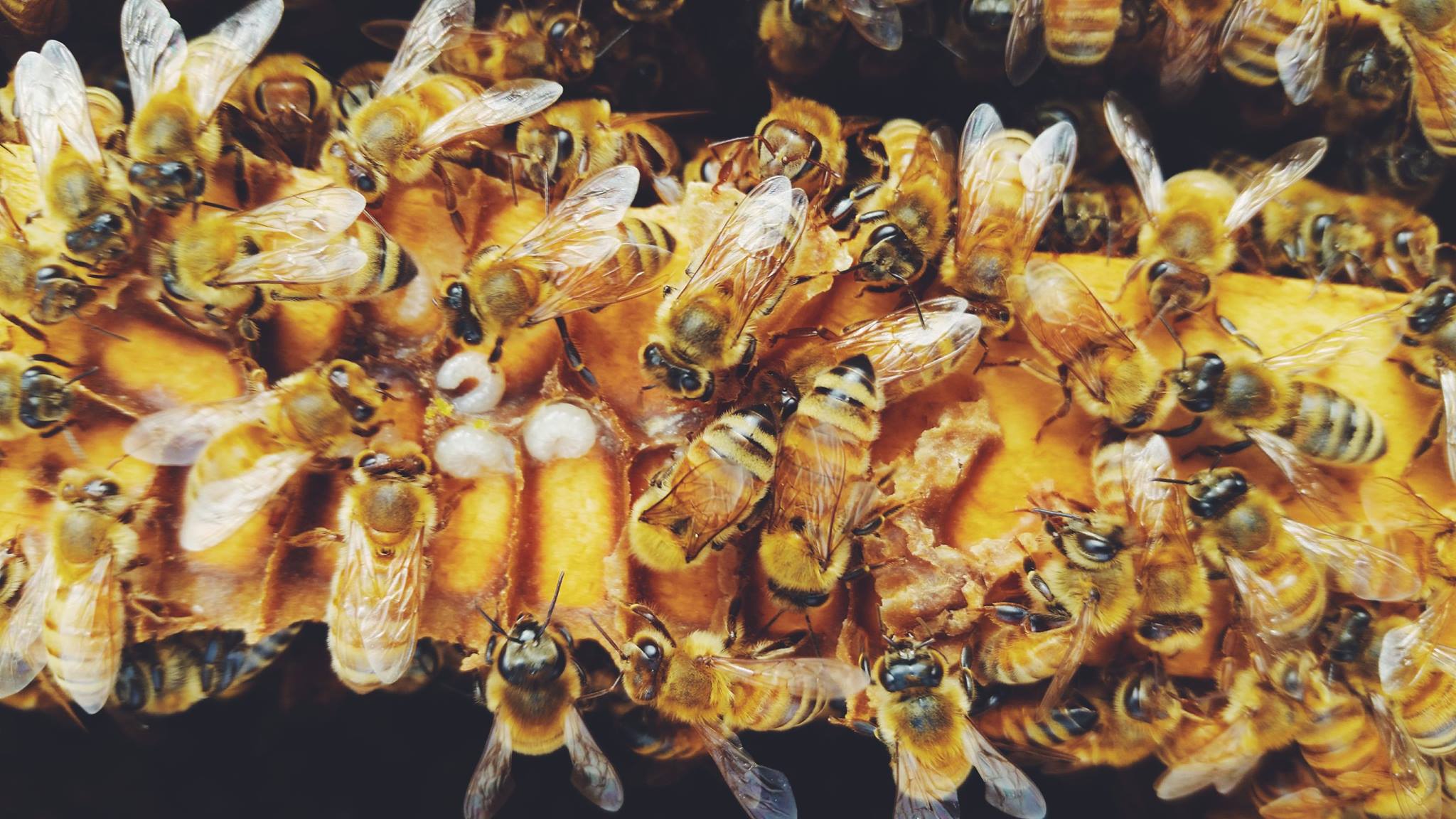 Group of working bees at one place