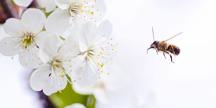 A bee getting closer to a flower