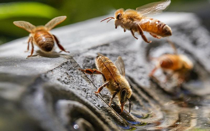 Thirsty bees searching for water