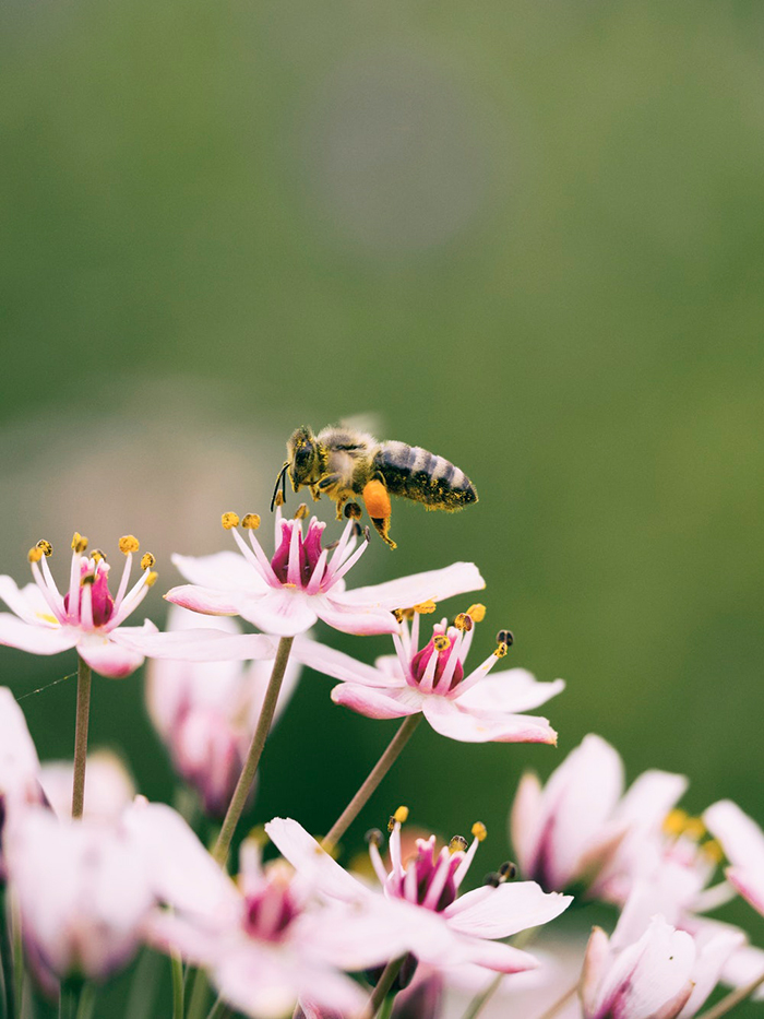 Working bee on a flower