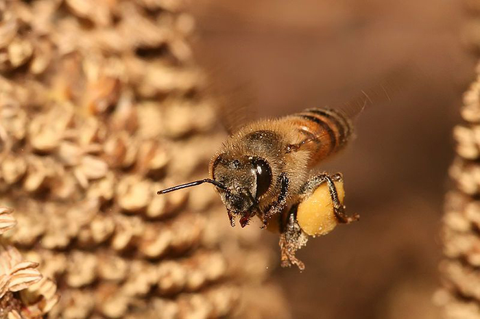Working bee flying