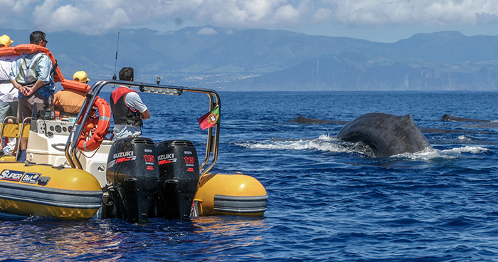 People watching the whales and dolphins