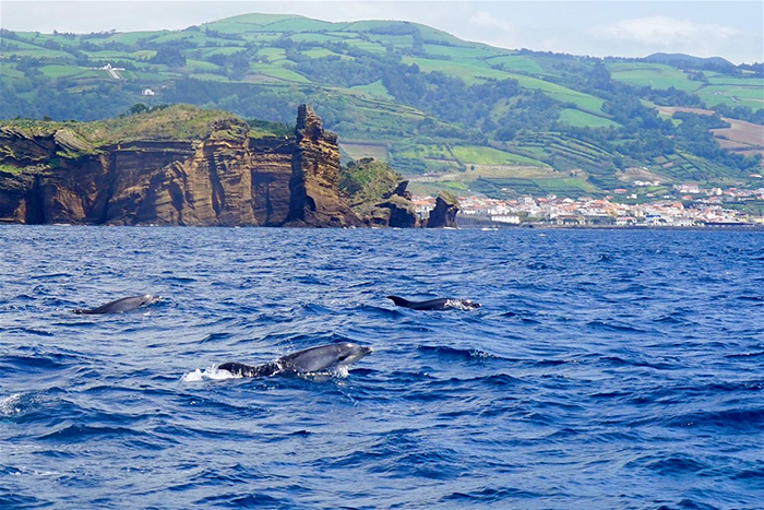 Dolphins swimming and a background with rocks and a city in the distance