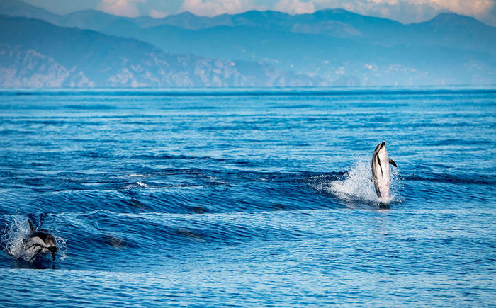 Dolphins swimming and playing 