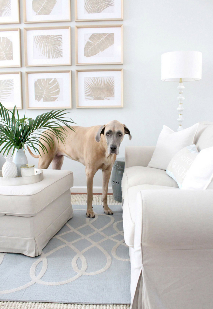 Dog standing near the sofa